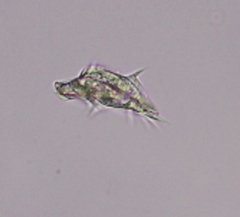 Aspidisca turrita