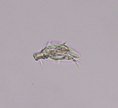 Aspidisca turrita