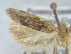 Filatima