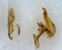 Filatima