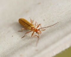Stenoderus concolor