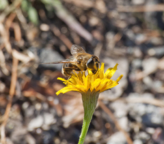 Eristalis tenax