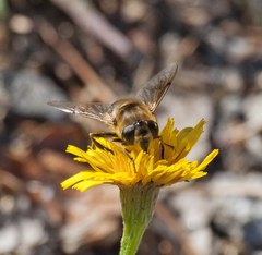 Eristalis tenax