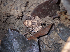 Craugastor megacephalus
