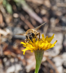 Eristalis tenax