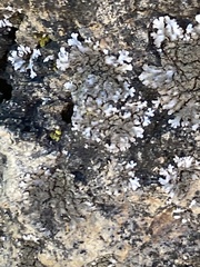 Physconia enteroxantha