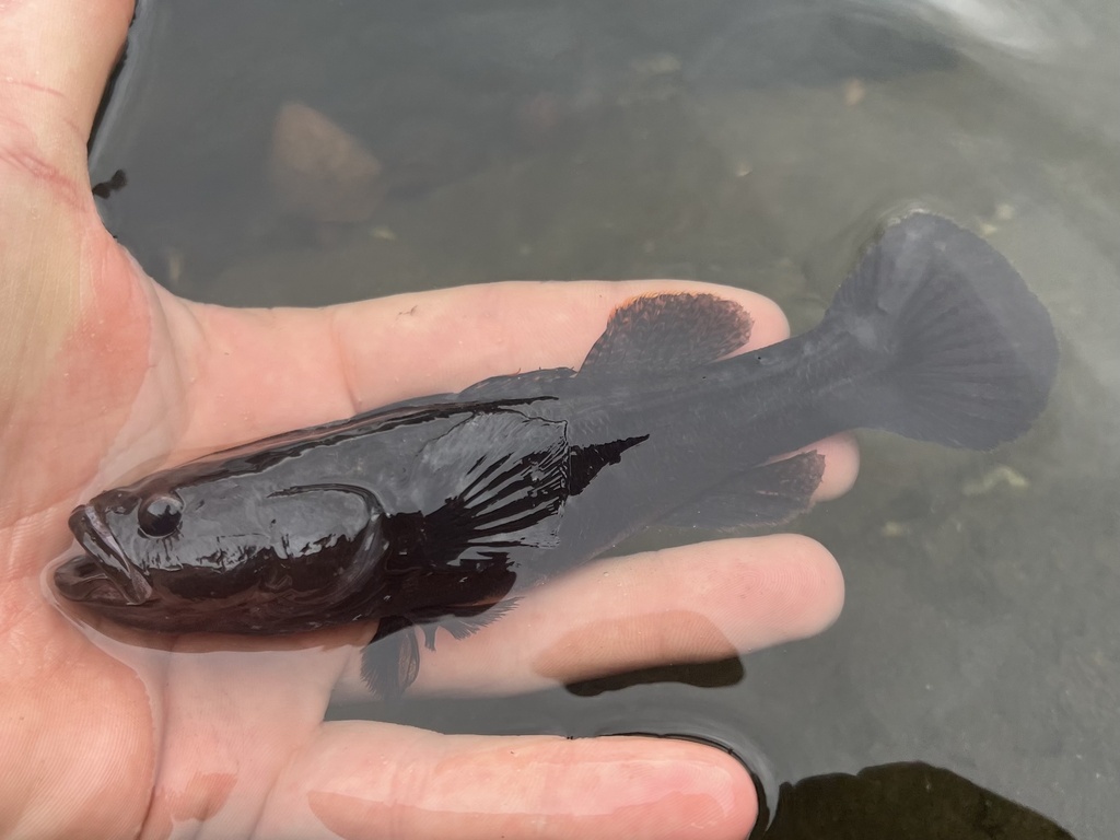 Largescaled spinycheek sleeper (Eleotris amblyopsis) — Eleotridae
