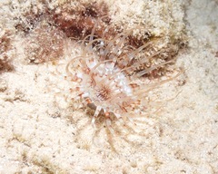 Isarachnanthus