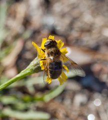 Eristalis tenax