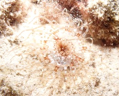 Isarachnanthus