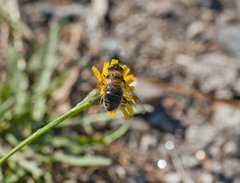 Eristalis tenax