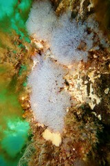 Clavelina moluccensis