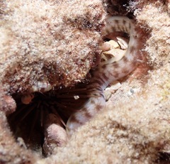 Gymnothorax gracilicauda