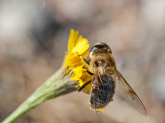 Eristalis tenax