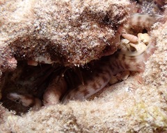 Gymnothorax gracilicauda
