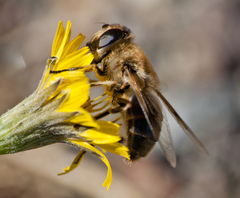 Eristalis tenax