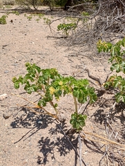 Jatropha