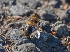 Eristalis tenax