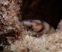 Gymnothorax gracilicauda