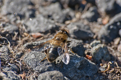 Eristalis tenax