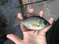 Centrarchus macropterus