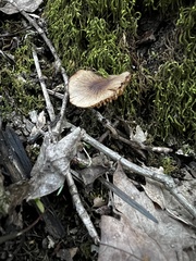 Cortinarius distans