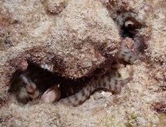 Gymnothorax gracilicauda