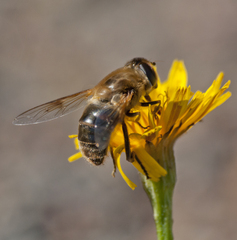 Eristalis tenax