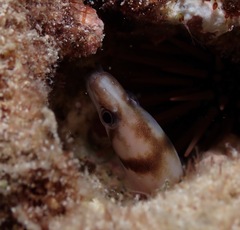 Gymnothorax gracilicauda