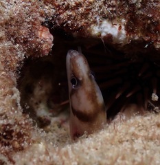 Gymnothorax gracilicauda