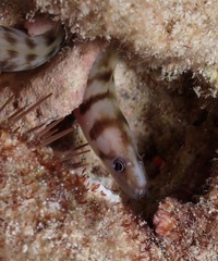 Gymnothorax gracilicauda