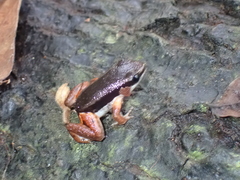 Silverstoneia flotator