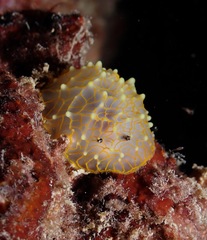 Halgerda terramtuentis