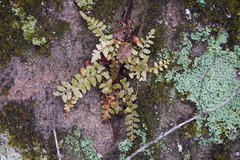 Asplenium bradleyi