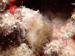 Lobactis scutaria