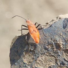 Leptocoris augur