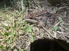 Leptodactylus insularum