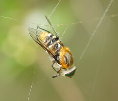 Scaptia auriflua