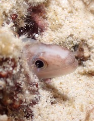 Gymnothorax gracilicauda