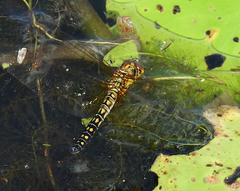 Hydrobasileus brevistylus