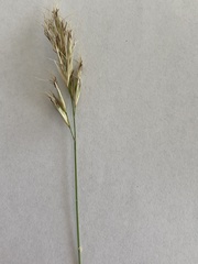 Rytidosperma setaceum