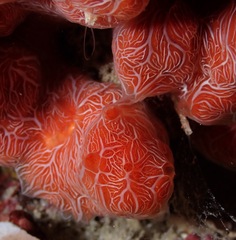Clathria mima