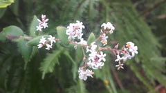 Leucopogon amplexicaulis