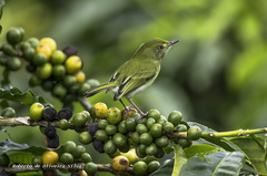 Hemitriccus nidipendulus
