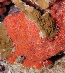 Clathria mima