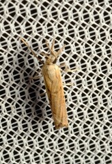 Ptochostola microphaeellus