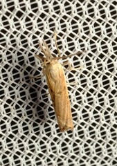 Ptochostola microphaeellus