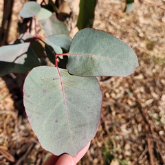 Eucalyptus polyanthemos