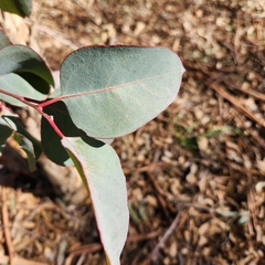 Eucalyptus polyanthemos