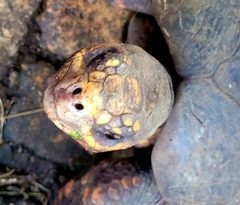 Chelonoidis carbonarius